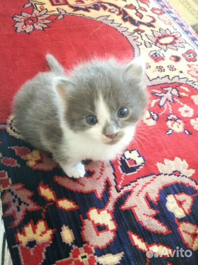 Котенок в добрые руки, мальчик