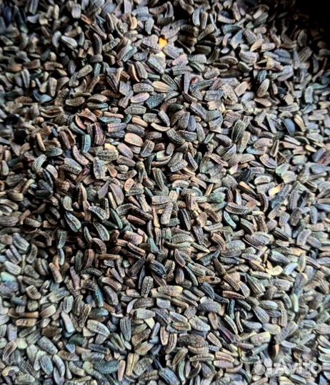 Семена крапивы и репейника