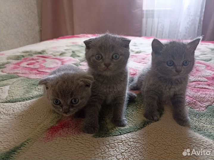 Британские котята