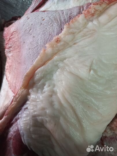 Мясо конина частями