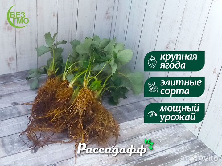 Рассада клубники. Опт от 64 шт