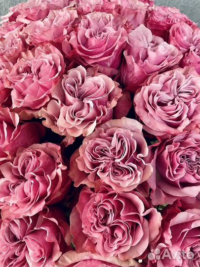 Розы Армавир, пионовидные розы