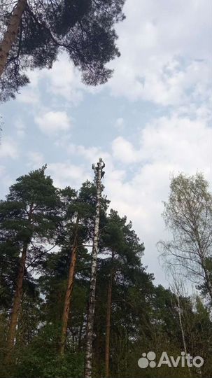 Удаление деревьев