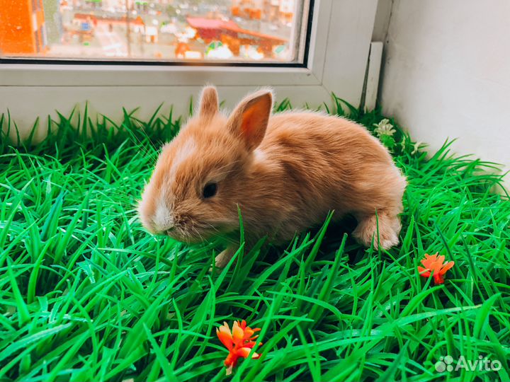 Карликовый кролик - очень редкий