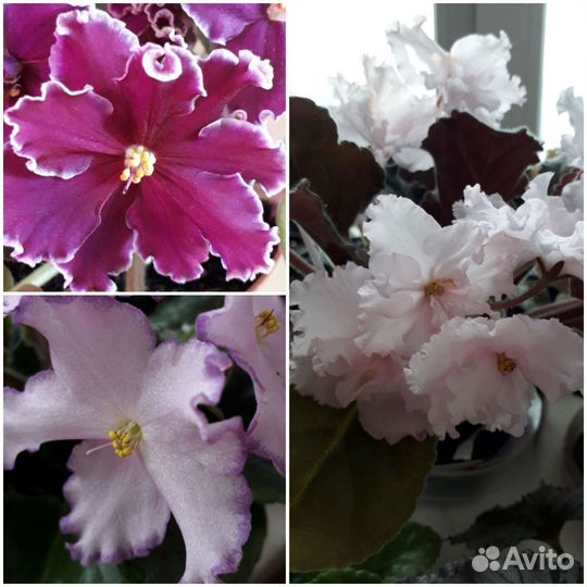 Сортовые фиалки