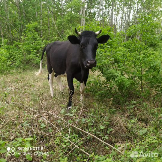 Корова стельная