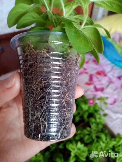 Продам рассаду петунии 80р