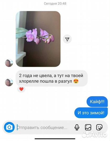 Суспензия хлореллы 5 литров