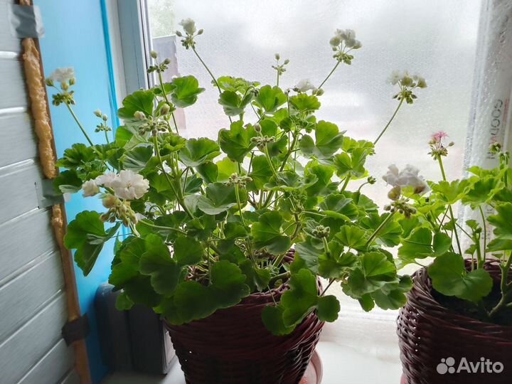 Герань пеларгония