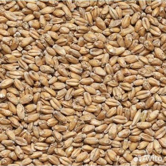 Овес, пшеница, ячмень