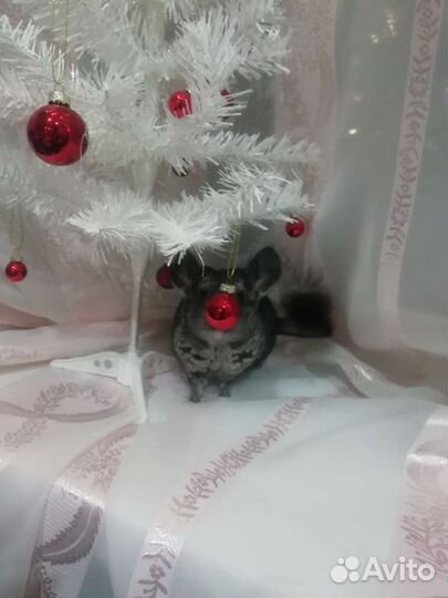 Продаются шиншилы