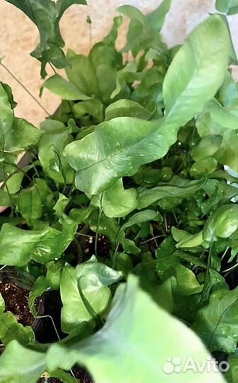 Папоротник флебодиум