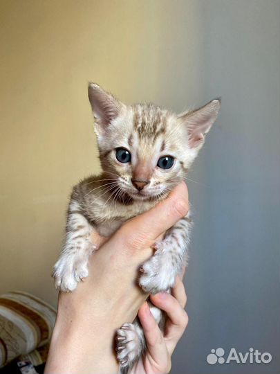 Бенгальские котята