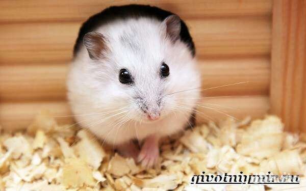 Хомячки малыши джунгарики
