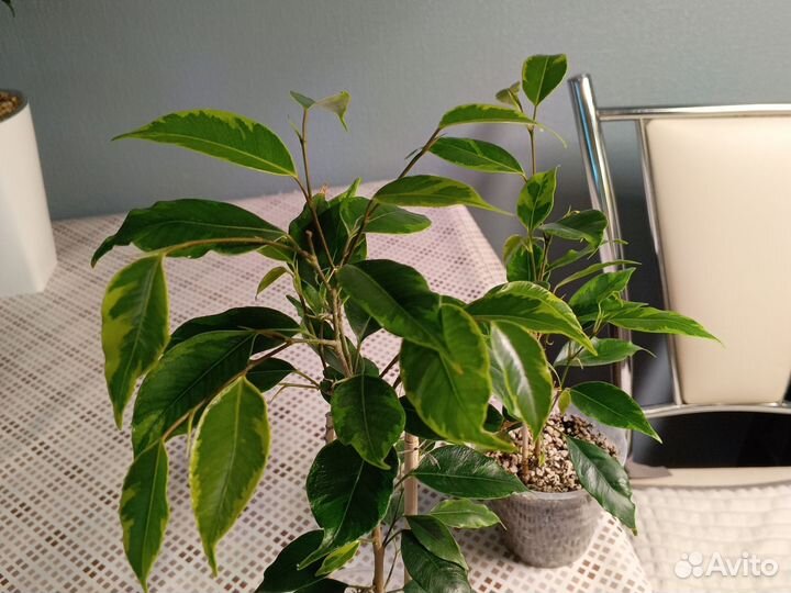 Комнатные цветы