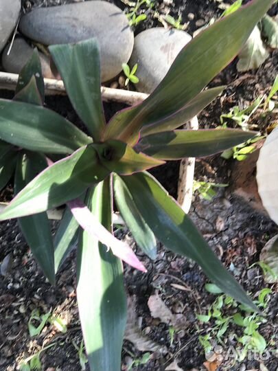 Продам цветы комнатные