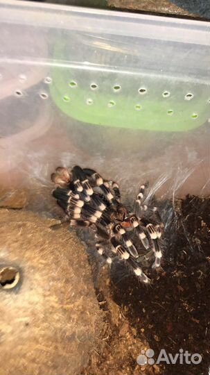 Паук птицеед