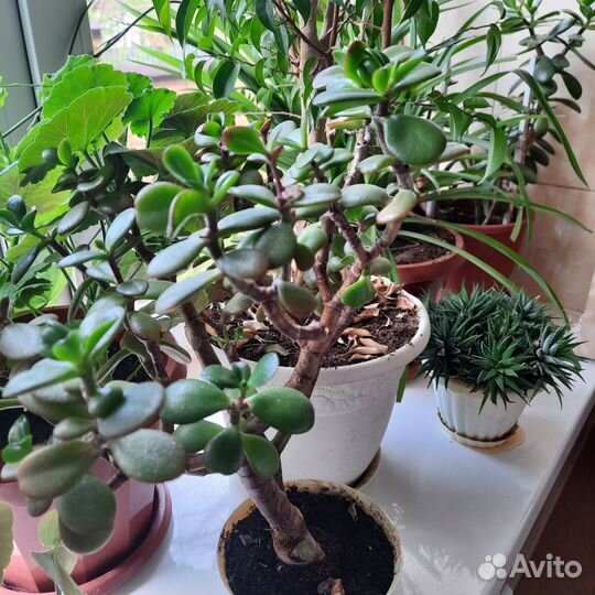 Крассула толстянка