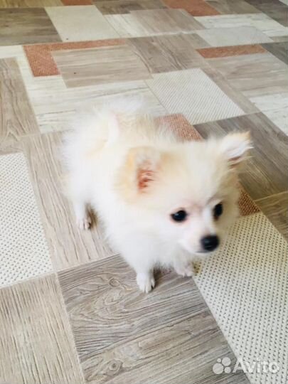 Шпиц мини мишка