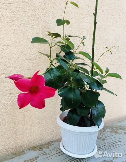 Дипладения (Мандевилла) белая, малиновая, розовая