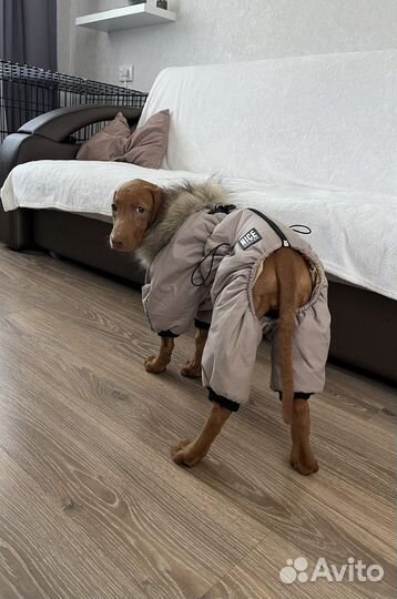 Комбинезон для собак