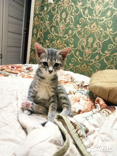 Кошки