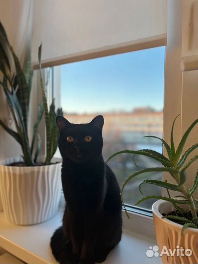 Отдаем котика в добрые руки