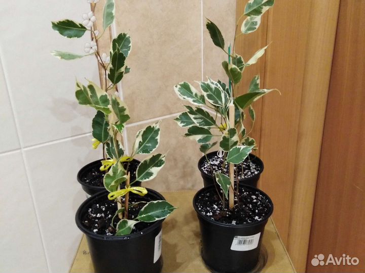 Фикус Твилайт