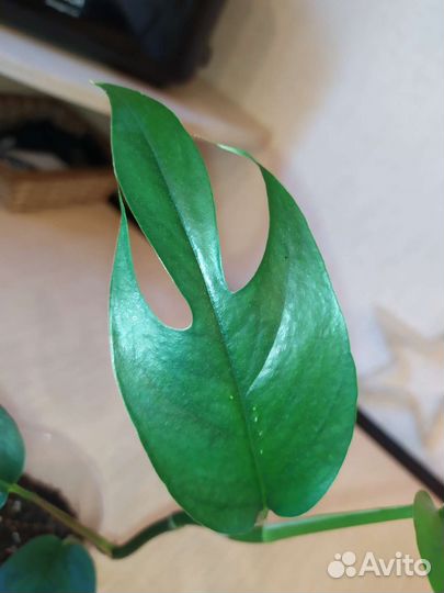 Спайдермен монстера амидриум медиум