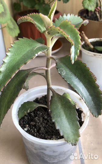 Каланхоэ лечебное