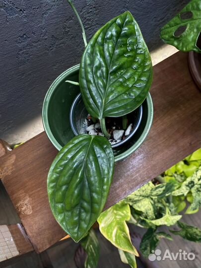 Монстера марбл планет, филодендрон бразил, пиктус