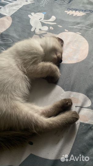 Тайские котята