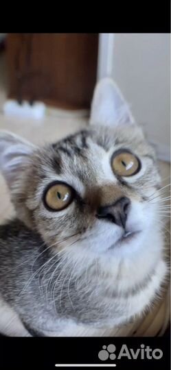 Макро линза на телефон