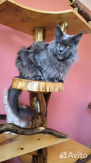 Кошка Мейн Кун
