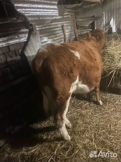 Телка стельная