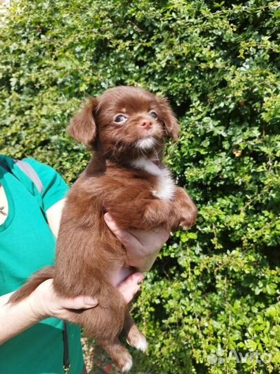 Чихуахуа шоколад и лиловые