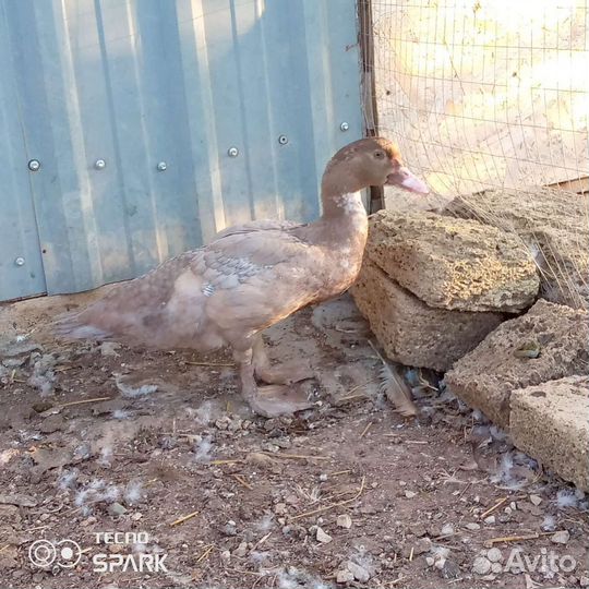 Мускусные утки тяжелые линии