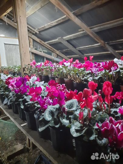 Цикломен-Тюльпан