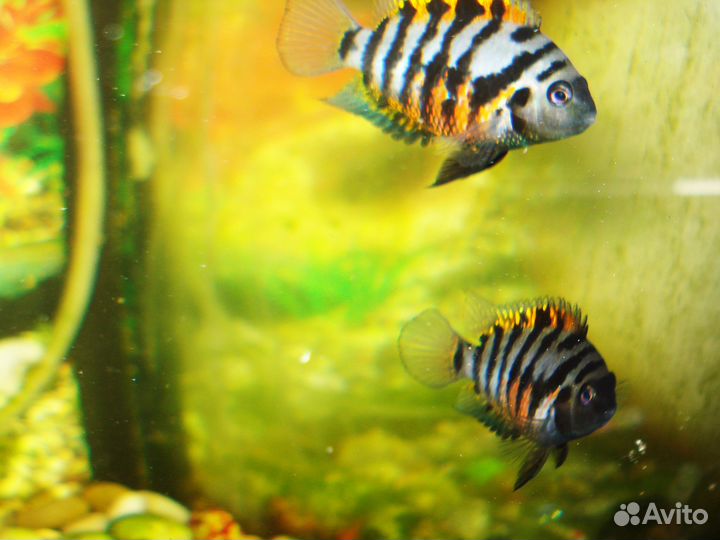 Цихлазомы чернополосые простые и фламинго