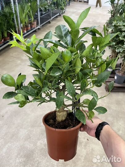 Цитрофортунелла Лимон штамбовая