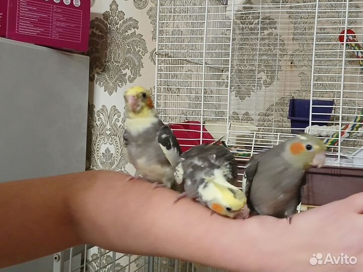 Корелла ручные птенцы-выкормыши