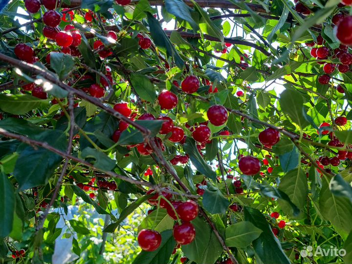 Вишня на ножке 10л