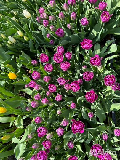 Тюльпаны от производителя