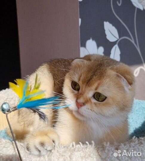 Шотландская вислоухая в хорошие руки