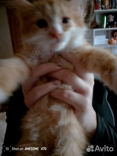 Котята в добрые руки мальчики