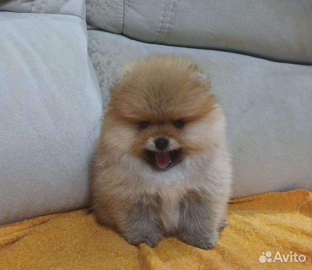 Померанский шпиц медвежьего типа