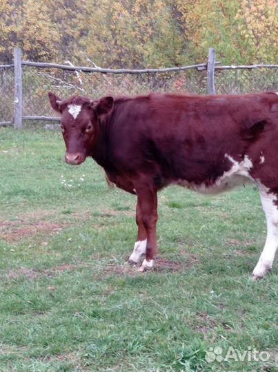 Телёнок тёлочка