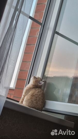 Шатланский вислоухий кошка шиншилла