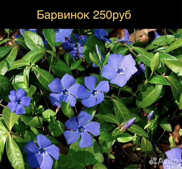 Почвопокровные растения, делёнки 15:15см