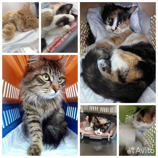 Стерилизация кошки с доставкой на дом